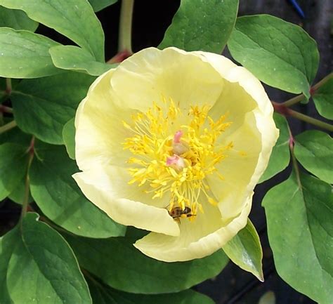 Molly the Witch Peony: A Blossom Fit for Royalty